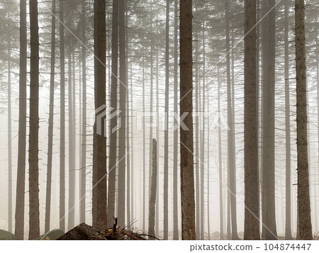 Pine forest in fog nature background. 104874447