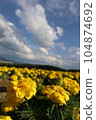 Blue sky and blooming marigold 104874692