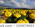 Marigold flower field in Hokkaido 104874693