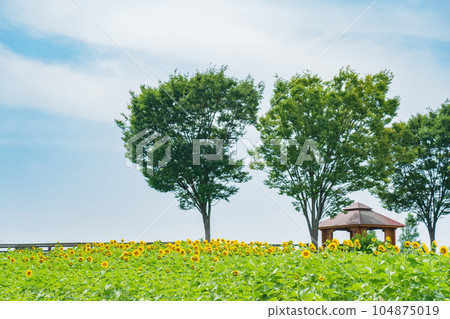 Sunflowers in full bloom at Aichi Farm <Nisshin City, Aichi Prefecture> Sunflowers in full bloom at Aichi Farm <Nisshin City, Aichi Prefecture> 104875019