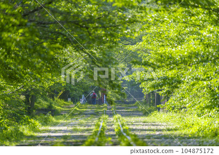 Kyoto, Keage Incline surrounded by fresh greenery, early summer season 104875172