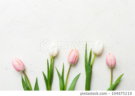 Pink and white tulips on a colored holiday frame Background. Floral spring background for March 8, birthday, mother's day. copy space top view flat lay Pink and white tulips on a colored holiday frame Background. Floral spring background for March 8, birthday, mother's day. copy space top view flat lay 104875219