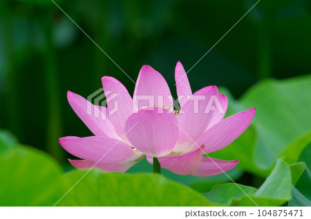 Beautifully blooming ancient lotus Beautifully blooming ancient lotus 104875471