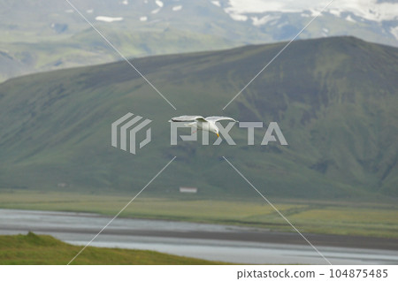 Beautiful view of a seagull over a Fjord in Iceland Beautiful view of a seagull over a Fjord in Iceland 104875485