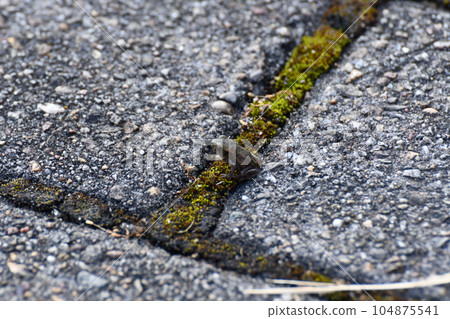 Closeup shot of the miniature toad on a stone path. Closeup shot of the miniature toad on a stone path. 104875541