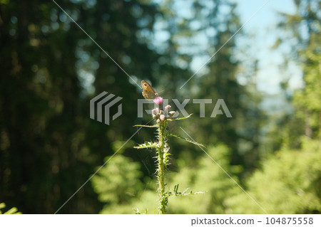 Wild bee on lilac flowers in the meadow 104875558