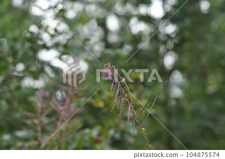 Wild flower captured in Kaesteklippen, Harz Mountains, Bad Harzburg, Germany Wild flower captured in Kaesteklippen, Harz Mountains, Bad Harzburg, Germany 104875574