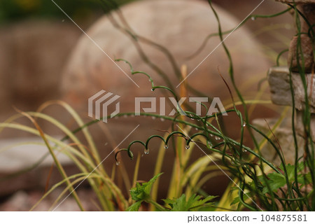 Selective focus of Corkscrew rush plant with waterdrops 104875581