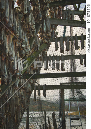Norwegian stockfish in a rack for air drying 104875596