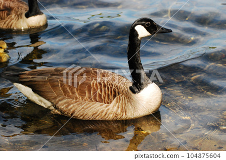 Closeup of a beautiful goose swimming in peaceful waters in the Six Lakes Plateau in Germany Closeup of a beautiful goose swimming in peaceful waters in the Six Lakes Plateau in Germany 104875604