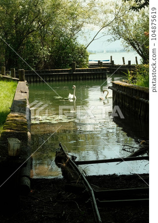 Pair of gorgeous white swans swimming in a branch of the Chiemsee in Bavaria, Germany on a sunny day Pair of gorgeous white swans swimming in a branch of the Chiemsee in Bavaria, Germany on a sunny day 104875619