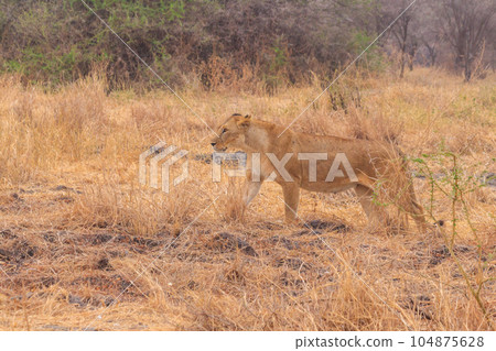 Lioness (Panthera leo) walking in Tarangire national park, Tanzania Lioness (Panthera leo) walking in Tarangire national park, Tanzania 104875628