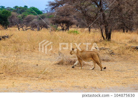 Lioness (Panthera leo) walking in Tarangire national park, Tanzania Lioness (Panthera leo) walking in Tarangire national park, Tanzania 104875630