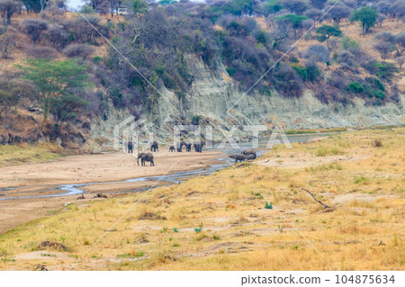 Herd of african elephants at the Tarangire river in Tarangire National Park, Tanzania Herd of african elephants at the Tarangire river in Tarangire National Park, Tanzania 104875634