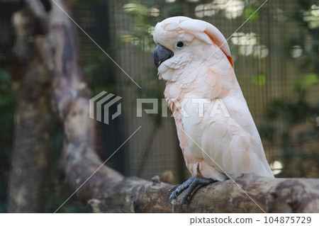moluccan cockatoo bird in garden 104875729