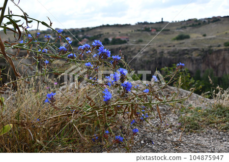View of the blue wild flowers on the edge of the cliff of the Ihlara valley in Aksaray, Turkey 104875947