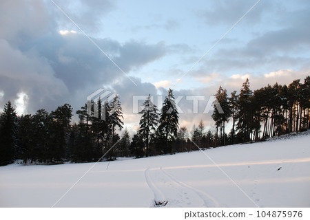 Beautiful shot of fir and conifer trees growing in the snow in Steinberg, Goslar, Germany 104875976