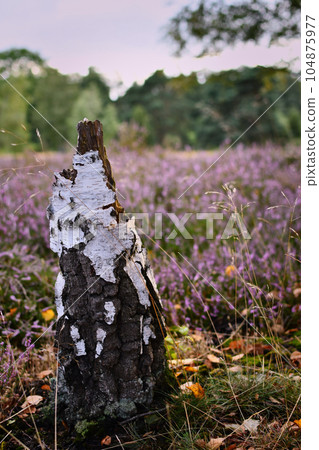 Birch stump in the blooming heath. Westruper Heide, Westrup Heath , near Haltern am See in Germany 104875977