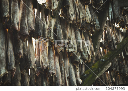 Closeup of Norwegian stockfish or cod in a rack for air drying Closeup of Norwegian stockfish or cod in a rack for air drying 104875993