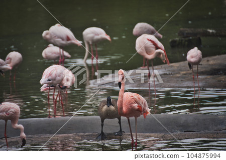 Group of pink flamingos wading in a lake at a zoo Group of pink flamingos wading in a lake at a zoo 104875994