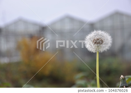 Closeup shot of a dandelion in front of a greenhouse 104876026