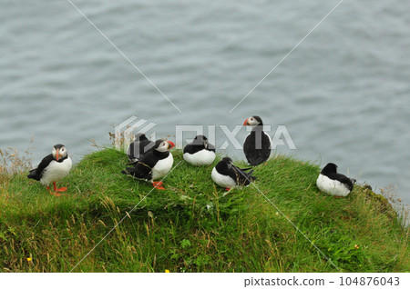 Group of puffins on a green lawn near the shore in Iceland 104876043