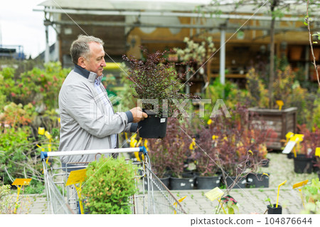 Man choosing seedlings in market Man choosing seedlings in market 104876644