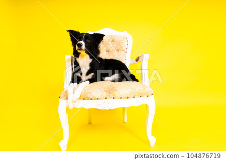 Border Collie dog, 1-2 years old, standing against yellow and red background Border Collie dog, 1-2 years old, standing against yellow and red background 104876719