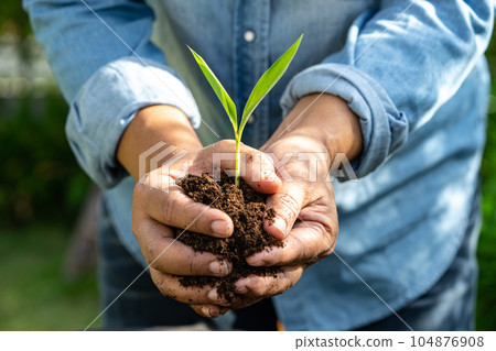 Gardener woman plant a tree with peat moss organic matter improve soil for agriculture organic plant growing, ecology concept. 104876908