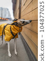 Cute elegant whippet dog wearing bright yellow raincoat, standing on street and sniffing wooden kiosk. Can illustrate socialization theme, dog nosework training, natural curiosity. 104877025