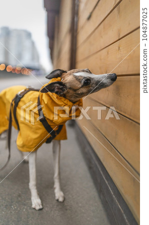 Cute elegant whippet dog wearing bright yellow raincoat, standing on street and sniffing wooden kiosk. Can illustrate socialization theme, dog nosework training, natural curiosity. 104877025