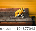 Vibrant colorful outdoor setting with bright yellow wooden wall, brown bench and cute whippet dog puppy sitting and wearing modern yellow raincoat. Cheerful atmosphere with natural wood tones. 104877048