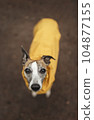 Whippet dog standing on patch of brown soil, looking at camera with beautiful brown eyes and wearing bright yellow raincoat. Nice photo for rainy day concept. 104877155