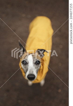 Whippet dog standing on patch of brown soil, looking at camera with beautiful brown eyes and wearing bright yellow raincoat. Nice photo for rainy day concept. 104877155