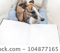 Beautiful whippet dog sitting between abstract person legs with big opened book. Pages of book are white and blank. Nice cosy photo with copy space for design decoration, banner, poster, print. 104877165