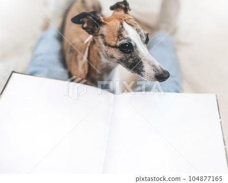 Beautiful whippet dog sitting between abstract person legs with big opened book. Pages of book are white and blank. Nice cosy photo with copy space for design decoration, banner, poster, print. 104877165