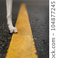 Black paved road with bright yellow stripe in middle and white dog's raw standing on this road. Conceptual composition with copy space for design decoration, banner, poster, print, wallpaper. 104877245