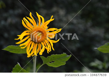 Sun Flower  104877639
