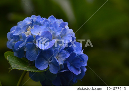 hydrangea   104877643