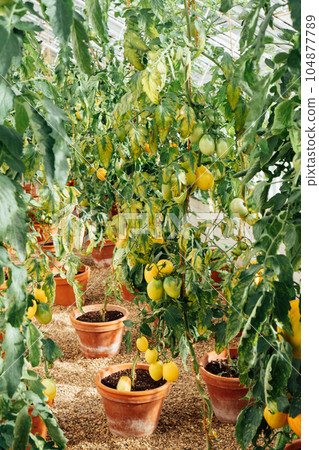 Growing tomatoes in plant pots in greenhouse. Cottagecore lifestyle. Self Growing organic vegetables in the garden. The concept of food self-sufficiency. Vertical card. Growing tomatoes in plant pots in greenhouse. Cottagecore lifestyle. Self Growing organic vegetables in the garden. The concept of food self-sufficiency. Vertical card. 104877789