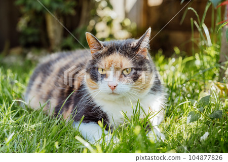 Close up portrait of multicolor pleased, well-fed cat lying on the green grass in the garden. Fluffy cat relaxing in shadow outdoors on a sunny summer day. Pets in the Summer heat. Selective focus Close up portrait of multicolor pleased, well-fed cat lying on the green grass in the garden. Fluffy cat relaxing in shadow outdoors on a sunny summer day. Pets in the Summer heat. Selective focus 104877826