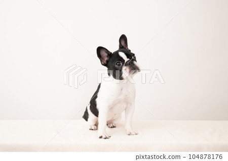 Sitting French bull Pipi 104878176