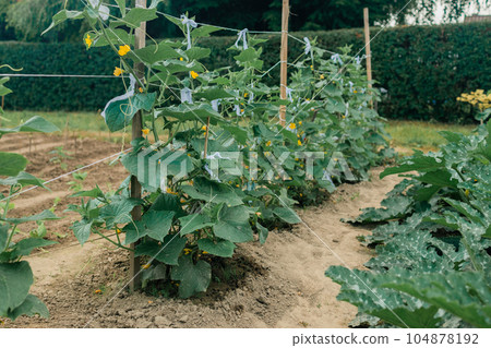 The growth and blooming of greenhouse cucumbers. the Bush cucumber on the trellis. Cucumbers vertical planting. Growing organic food. Cucumbers harvest.Cucumbers grow on a bed. The growth and blooming of greenhouse cucumbers. the Bush cucumber on the trellis. Cucumbers vertical planting. Growing organic food. Cucumbers harvest.Cucumbers grow on a bed. 104878192