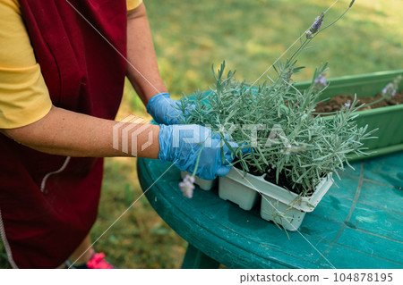 50s woman transplants lavender plant into ceramic pot outdoors.Gardening, greenery concept. 104878195