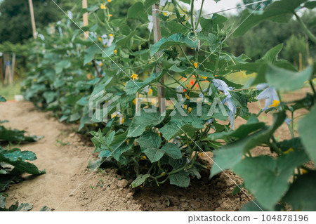 The growth and blooming of greenhouse cucumbers. the Bush cucumber on the trellis. Cucumbers vertical planting. Growing organic food. Cucumbers harvest.Cucumbers grow on a bed. 104878196
