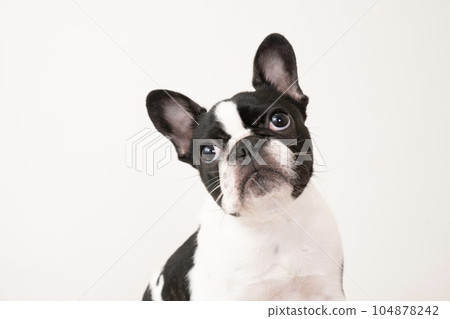 Bust-up of Pipi-chan, a French Bull puppy looking up 104878242