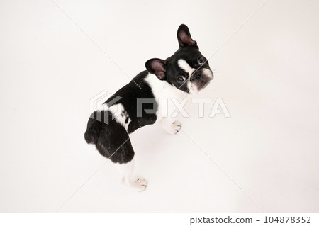 法國鬥牛犬皮皮抬頭 104878352