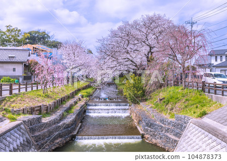 Cherry blossoms in full bloom along the Shingashi River and the townscape Saitama Prefecture Cherry blossoms in full bloom along the Shingashi River and the townscape Saitama Prefecture 104878373