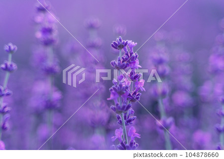 Lavender flower field. Violet lavender field sanset close up. Lavender flowers in pastel colors at blur background. Nature background with lavender in the field. Lavender flower field. Violet lavender field sanset close up. Lavender flowers in pastel colors at blur background. Nature background with lavender in the field. 104878660