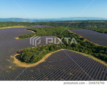 Plateau de Valensole lavender field and tractor spraying at sunset in Haute Alpes Provence Cote d Plateau de Valensole lavender field and tractor spraying at sunset in Haute Alpes Provence Cote d 104878740
